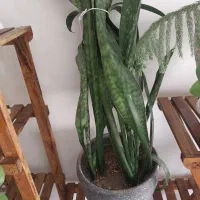 گل سانسوریا پوست ماری سانسوریا مهتابی سفید|گل و گیاه طبیعی|اسلام‌شهر, شهرک محمدیه|دیوار