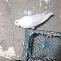 کبوتر|پرنده|سنگدوین, |دیوار