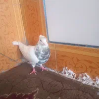 ۲ کبوتر الماسی