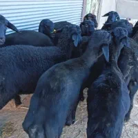 بره ماده قره قزل گوسفند میش قوچ شیشک افشار دوقلو