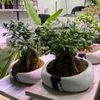 فروش انواع گیاه بنسای|گل و گیاه طبیعی|اصفهان, الهیه|دیوار