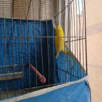 مرغ عشق ماده کینگ سایز رام رام