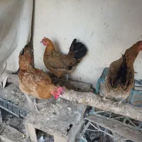 مرغ رسمی یکساله