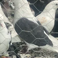 کبوتر|پرنده|هیر, |دیوار