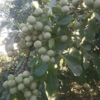 نهال گردو رقم های خارجی خوشه ای پرداخت درمحل