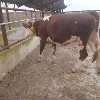 فروش تلیسه سیمنتال