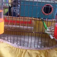 مرغ عشق|پرنده|رشت, آب و برق|دیوار