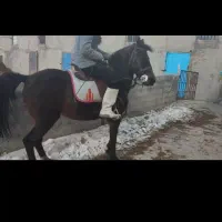 مادیون کرد ۷به ۸