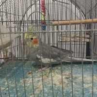 عروس هلندی|پرنده|جوانرود, |دیوار