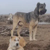 سگ سرابی اصیل شیش دونگ اسم سگ زاگور