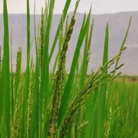 چلتوک برج کامفیروزی درج 1|عمدهفروشی|درودزن, |دیوار