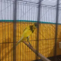 قناری نر ابلغ|پرنده|مرودشت, ثبت احوال|دیوار