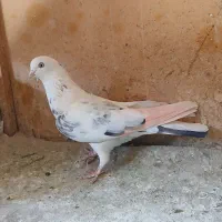 کبوتر|پرنده|تهران, مشیریه|دیوار