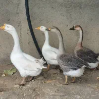 قوغاز|حیوانات مزرعه|طرقبه, |دیوار