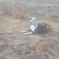 سگ بیت بول|سگ|سراب, |دیوار