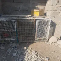 فنس بزرگ|لوازم جانبی حیوانات|ایرانشهر, |دیوار