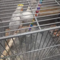 عروس هلندی لوتیتو جفت مولد|پرنده|تهران, مسگرآباد|دیوار