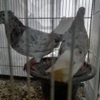 ۴۰ جفت عطیقه حتما اگهی و بخون بعد زنگ بزن