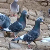 جارو کفش کفتر