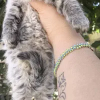 توله گربه نژاددار|گربه|شیراز, تندگویان|دیوار