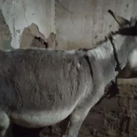 خر ماده|حیوانات مزرعه|سرولایت, |دیوار