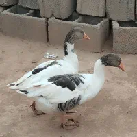 غاز|حیوانات مزرعه|کوهدشت, |دیوار