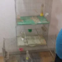 9 عدد قفس قناری 50 سانتی و یک برون|لوازم جانبی حیوانات|شیراز, میانرود|دیوار