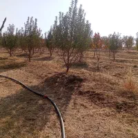 فروش باغ|فروش دفتر صنعتی، کشاورزی، تجاری|اشنویه, |دیوار