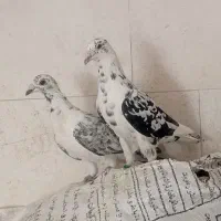 کفتر سار بزک