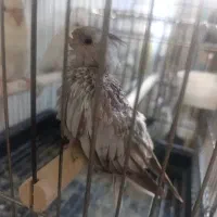 جوجه عروس هلندی و طوطی برزیلی
