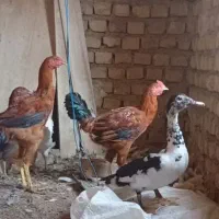 لاری