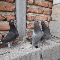 کبوتر پلاکی مسافتی جوجه