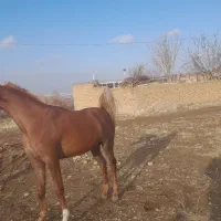 اسب دو سر وارداتی|اسب و تجهیزات اسبسواری|تهران, جوادیه|دیوار