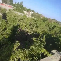 نمکلان/تهراندشت