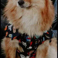 پامر نر  برای جفت