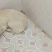 سگ گمشده