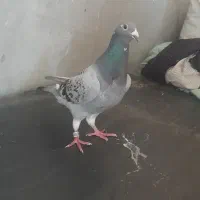 ماده عراق گرفتنی