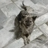 واگذاری رایگان سگ اشپیتز پامر