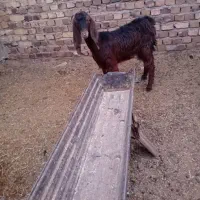 ۲ عدد بزغاله ماده جنس دار فروشی|حیوانات مزرعه|تربت جام, معدآباد|دیوار