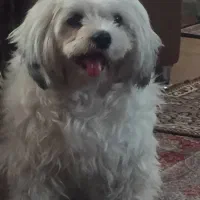 شیتزو به اسم جویز مریض هس