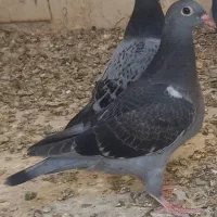 ۹ طوق جوج پلاکی ‌کبوتر اصیل از پدر مادر هزار نشسته