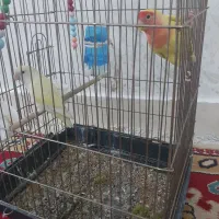 طوطی برزیلی