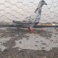 حیوون درجه یک|پرنده|تربتحیدریه, ترمینال|دیوار