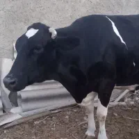 گاو‌جوان آبستن سنگین‌،نخلی