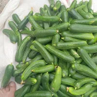 خیار|خوردنی و آشامیدنی|هیرمند, |دیوار