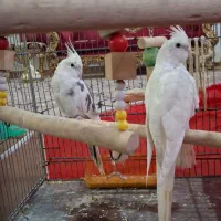 عروس هلندی نر البینو و ماده دوکت