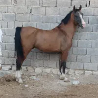 اسب درشور کری میرشکارشکارشریف
