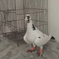 چهارتا کبوتر|حیوانات|کلاله, |دیوار