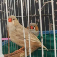 فنچ کینگ اورنج