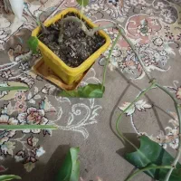 تعدادی گل یوکا گل گندمی ابلغ گل سوسن عنکبوت و ...|گل و گیاه طبیعی|ملارد, |دیوار